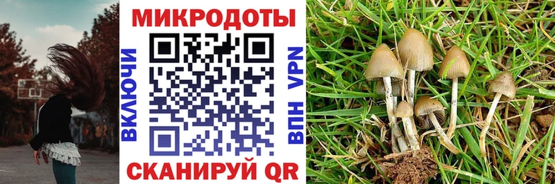 где можно купить Липки Псилоцибиновые грибы Cubensis